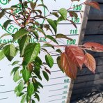 Okrasná jabloň (Malus) ´COCCINELLA´ - výška 140-170 cm, kont. C5L